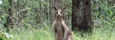 Forest Grey Kangaroo